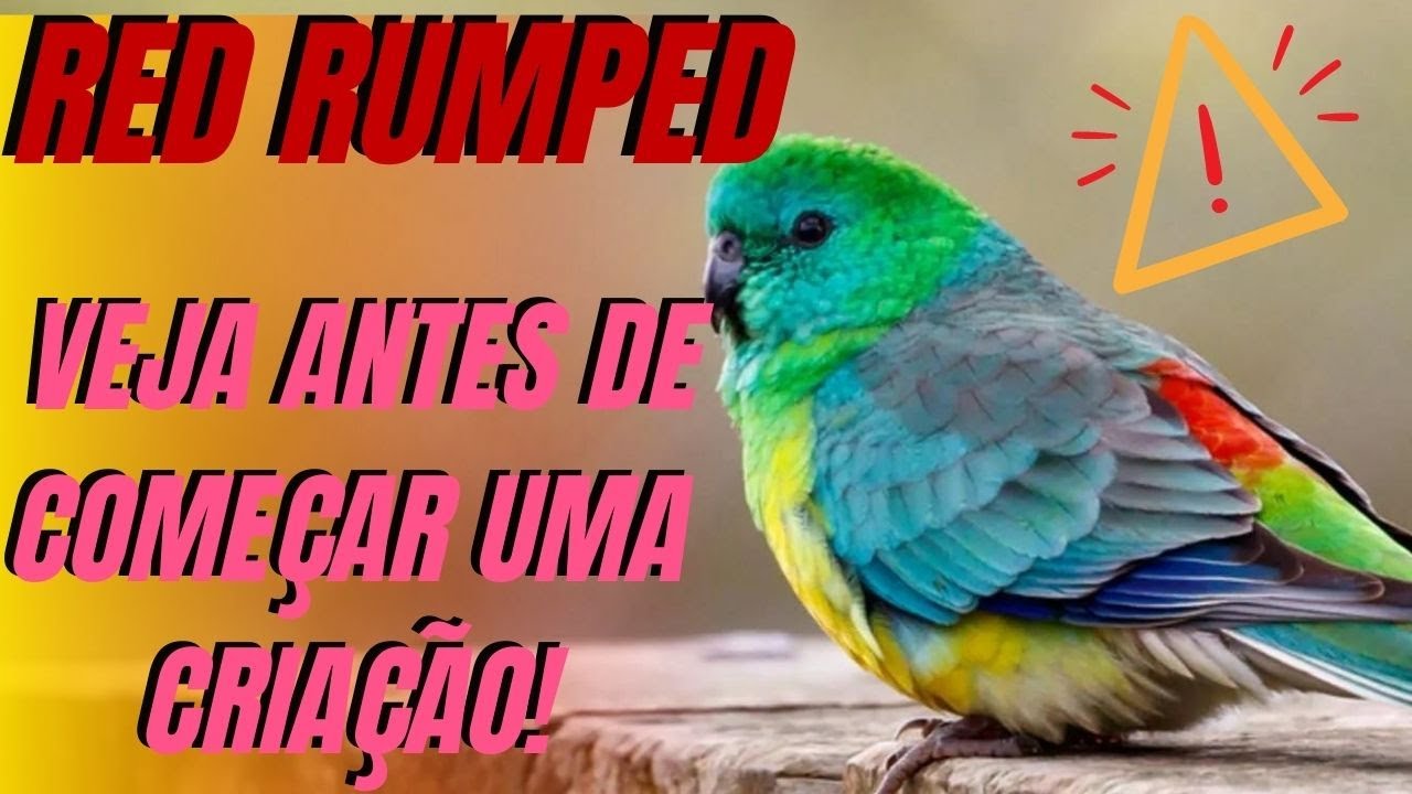 RED RUMPED VEJA ANTES DE COMEÇAR UMA CRIAÇÃO!