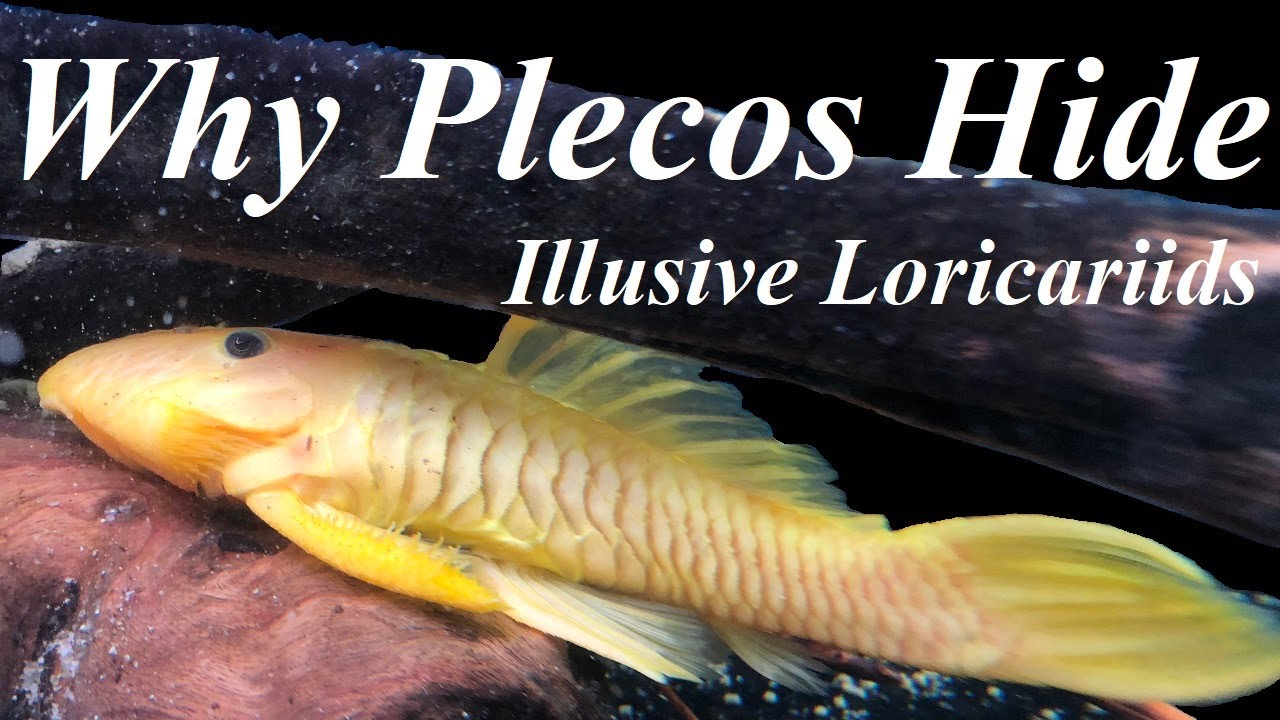 Why plecos hide in the aquarium? ~ Loricariidae and L numbers