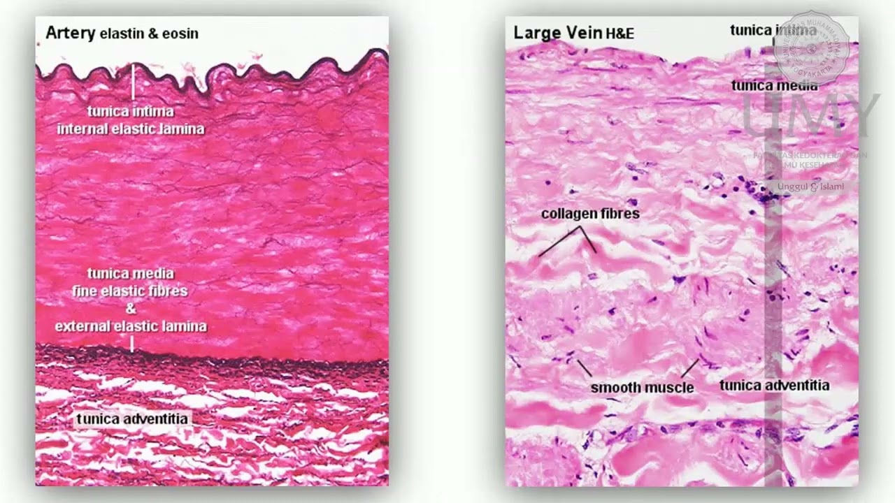 Praktikum Histologi Sistem Kardiovaskuler