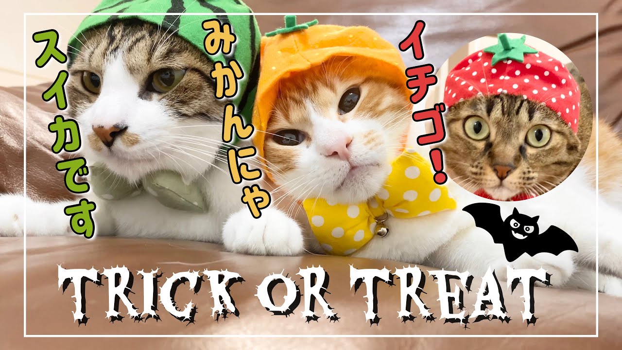 ハロウィンで猫に被り物のコスプレして貰ったら&hellip;【4K猫動画】