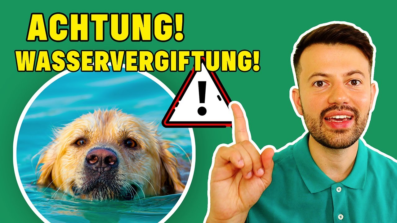 Wasservergiftung beim Hund - unterschätze Gefahr!! (Tierarzt klärt auf)