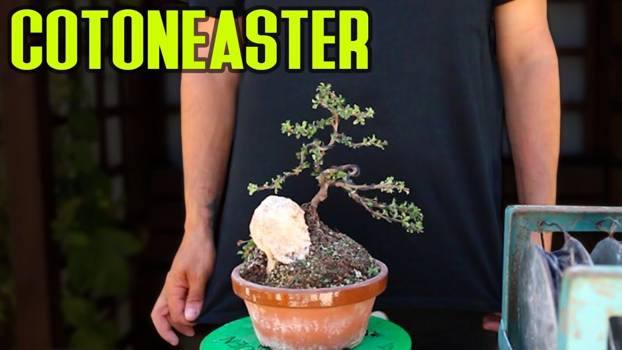 BONSAI Cotoneaster - Respuesta a la suscriptora más educada del mundo