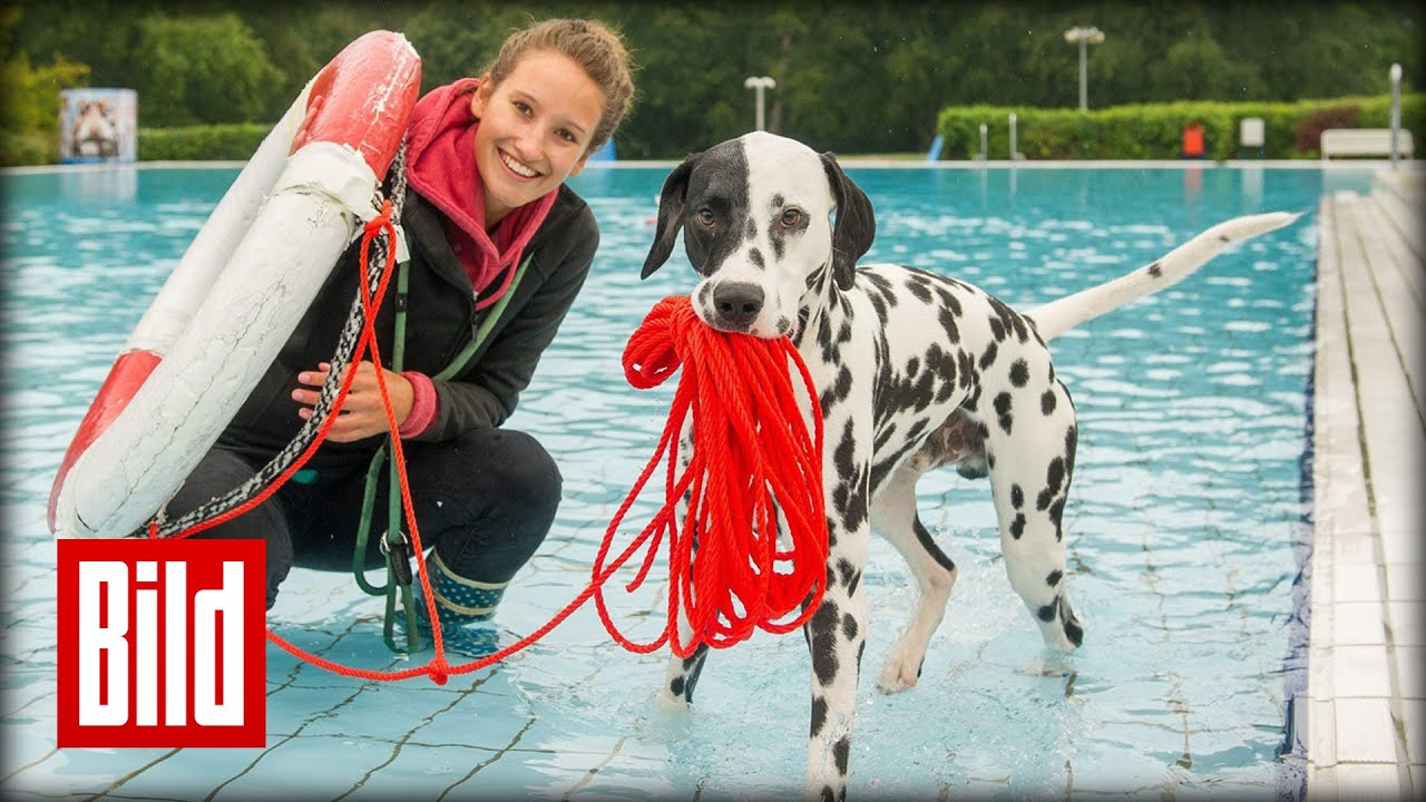 Schwimmen für Hunde - Vierbeiner planschen im Freibad ( Wuff / Knochen / Pool )
