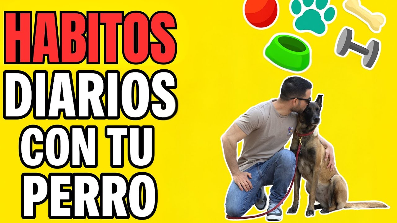 5 habitos diarios OBLIGATORIOS para tu perro