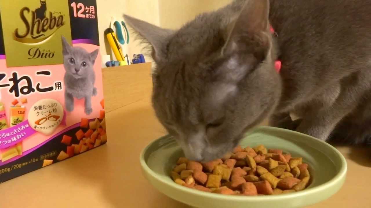 シーバ大好き　ロシアンブルー