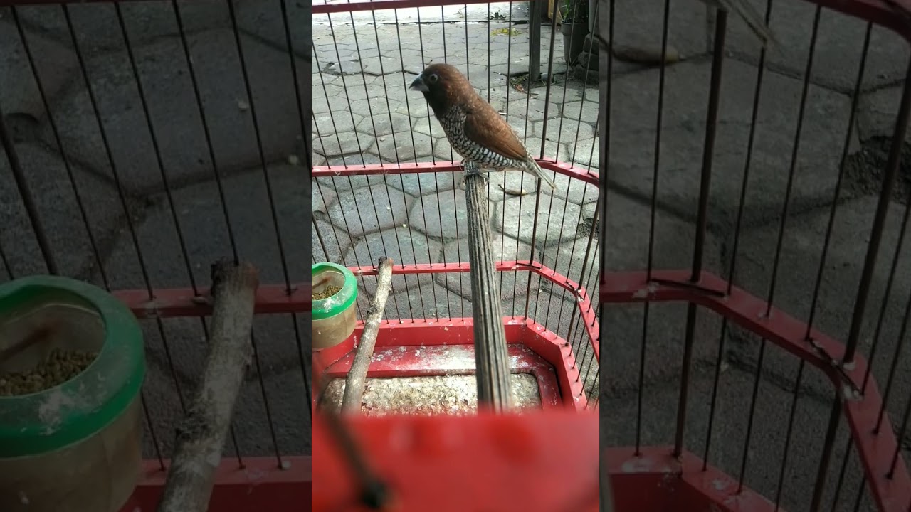 BURUNG PEKING ATW EMPRIT INI GACOR SUARA KENARI #empritjawa #empritgacor #shorts #shortvideo