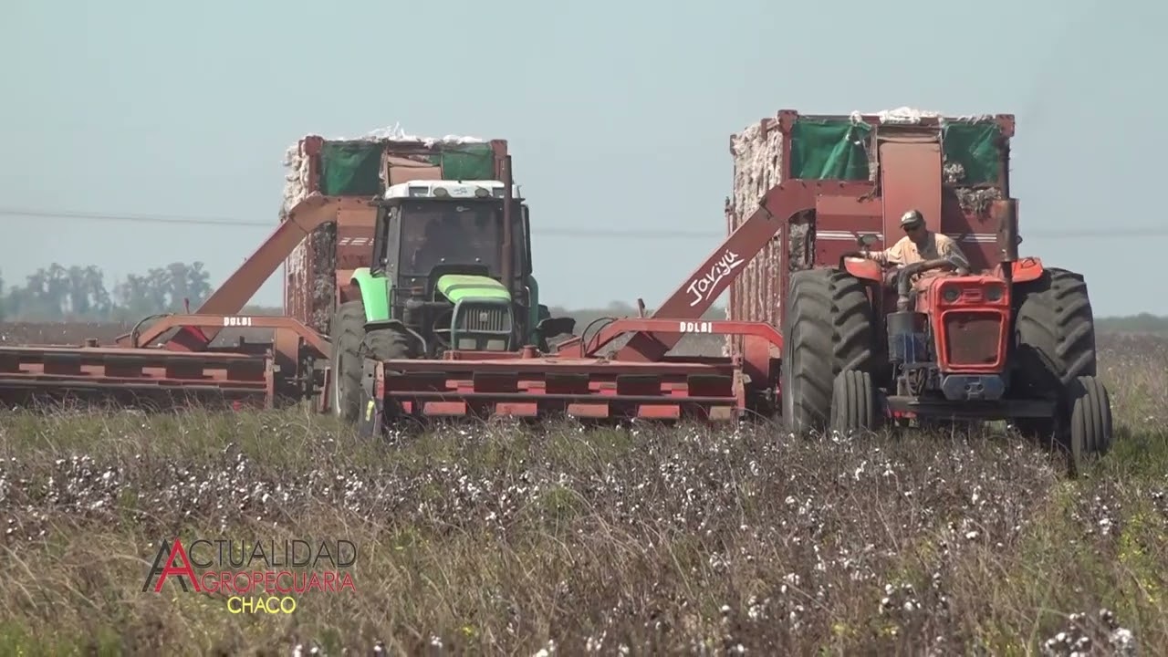 Cosecha del Cultivo de Algodón - Las Toscas Santa Fe - Sr. Jorge Casali - primera parte