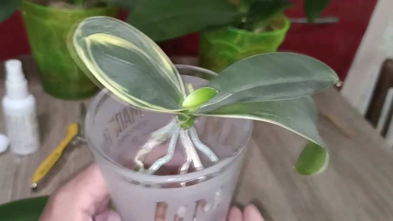 Как из реанимашки вырастить здоровую орхидею. How to grow a healthy orchid from a reanimated plant.