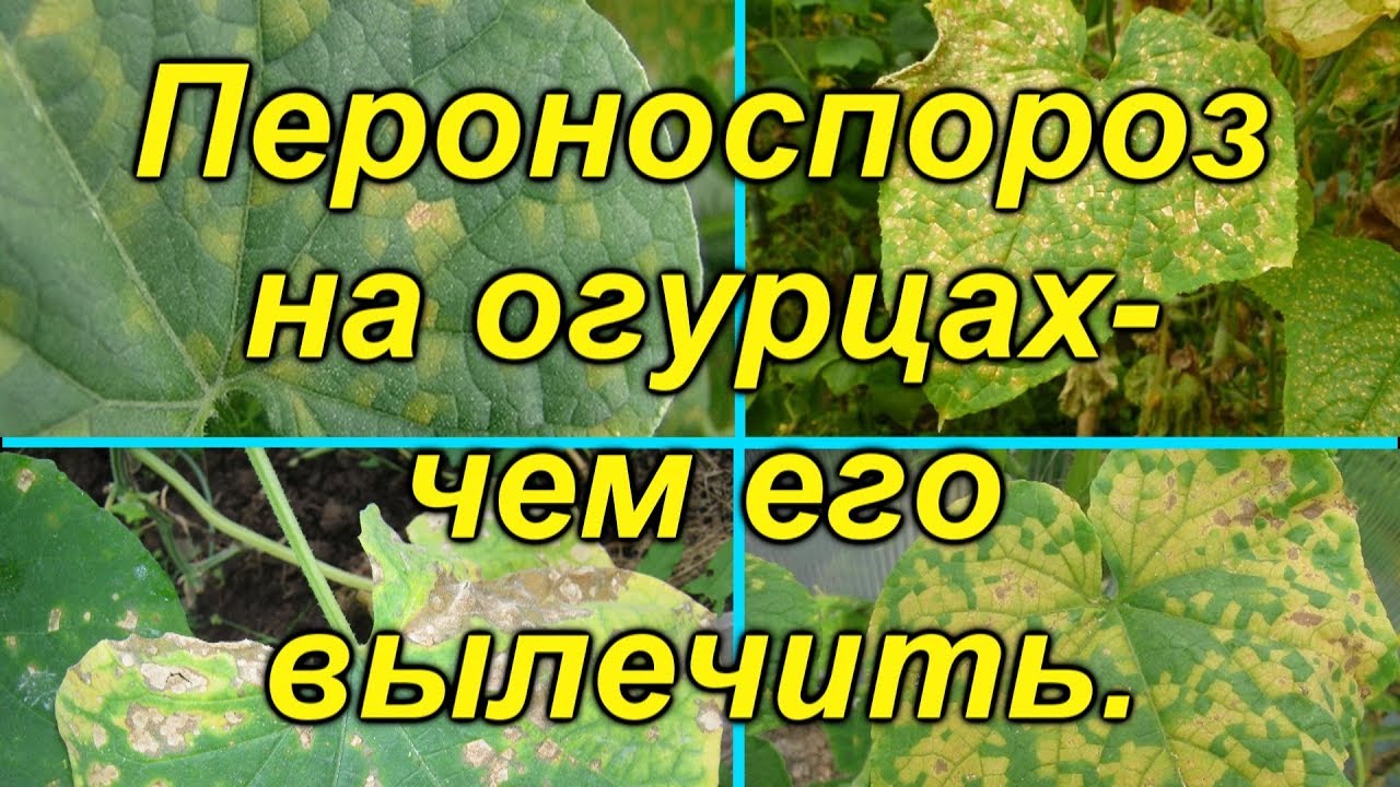 Ложная мучнистая роса (пероноспороз)- вылечите свои растения от этой болезни..