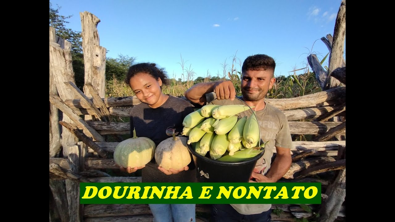 DOURINHA ESTÁ DE VOLTA E FOMOS VER A  GRANDE ROÇA DE MILHO