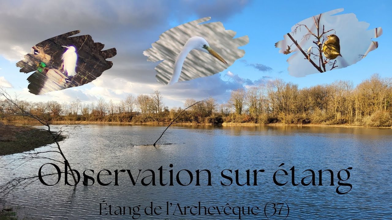 Un soir à l'étang, films d'oiseaux (10 Janvier 2026)