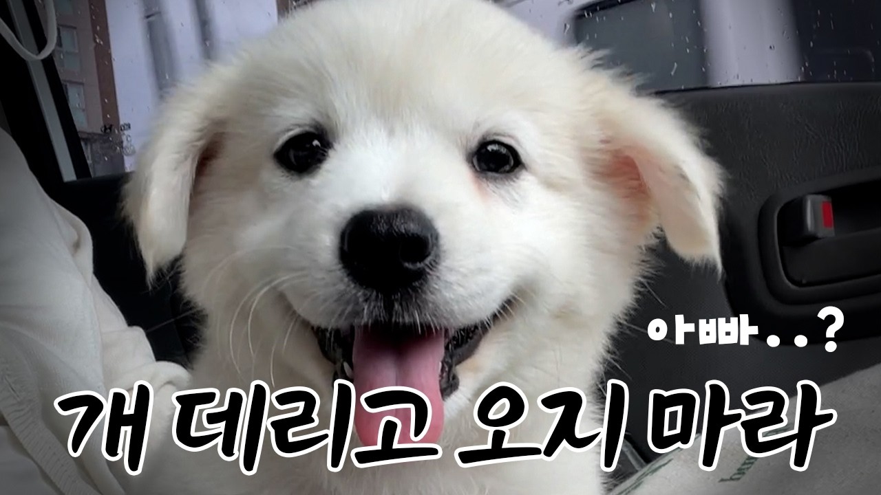아빠와 강아지가 친해지는 과정 ㅋㅋ