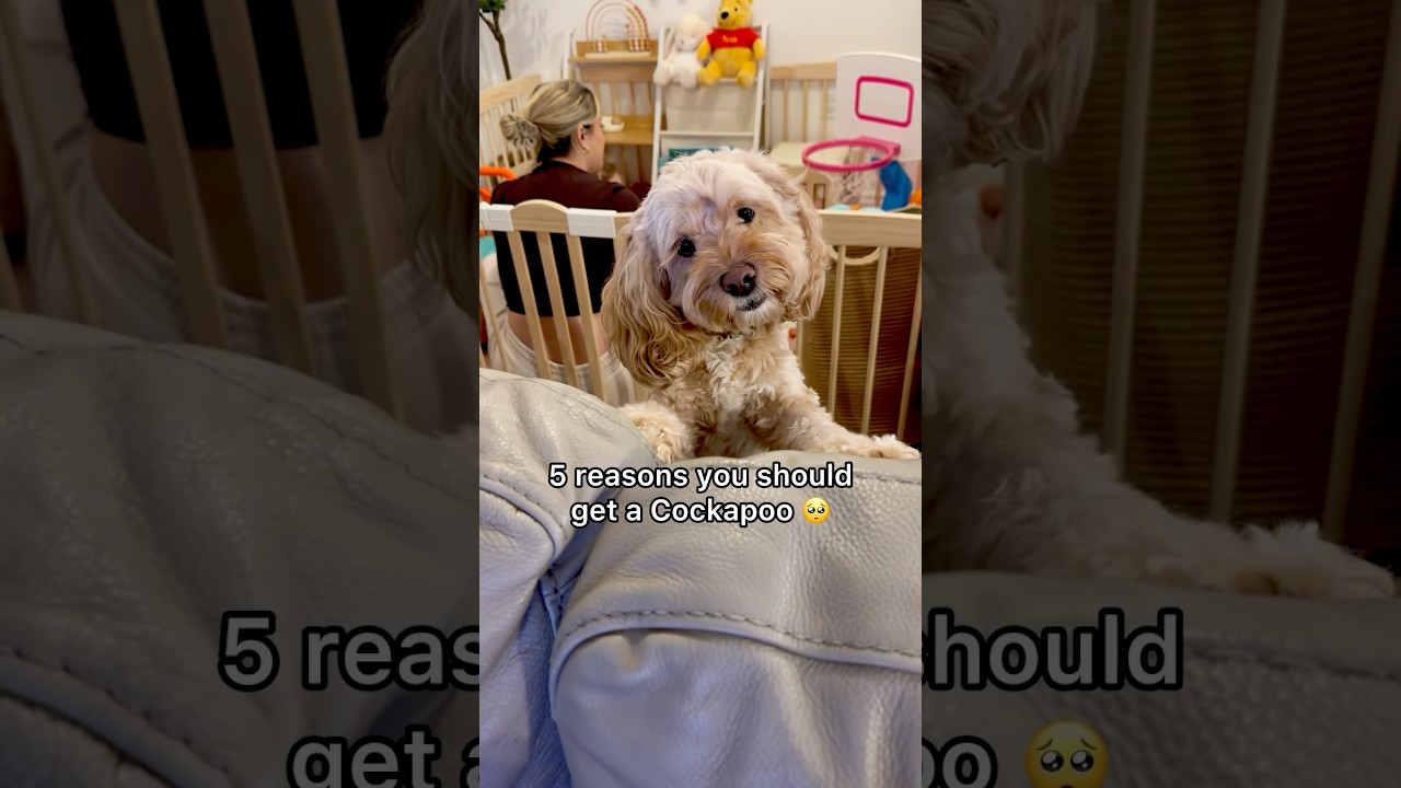 5 Reasons You Should Get A Cockapoo 🥺