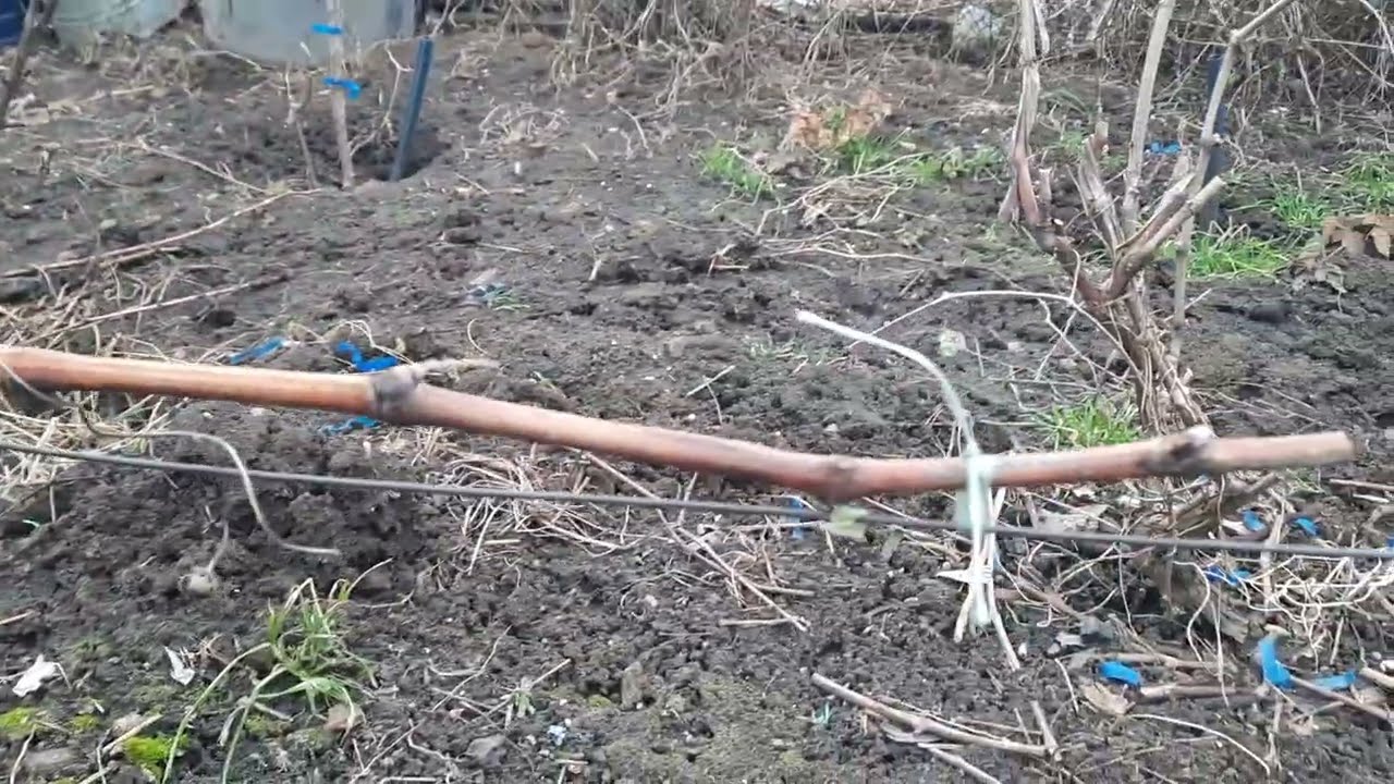Обрезка на сучки, а почему не на плодовые лозы, что лучше и почему, везде ли это возможно? И другое