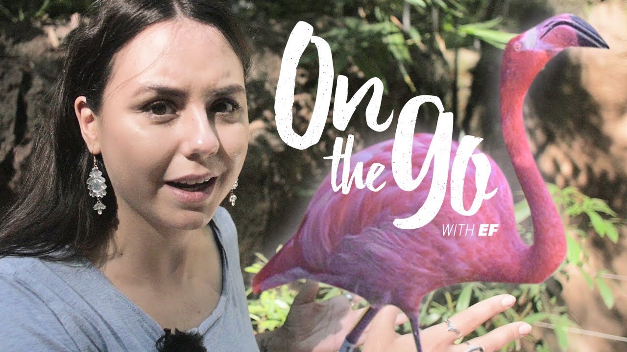 Angelina goes to the San Diego Zoo – On the go with EF #56