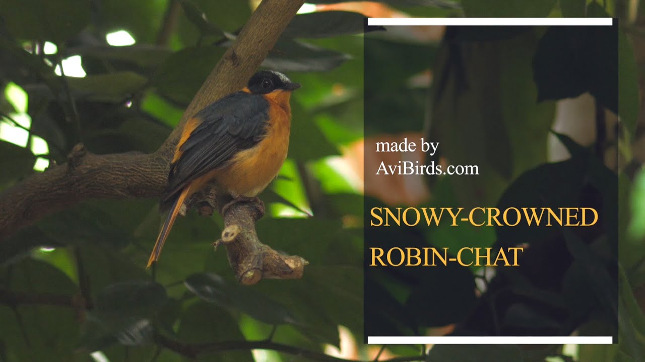 Snowy-Crowned Robin-Chat / Snowy-Headed Robin-Chat [Cossypha Niveicapilla]