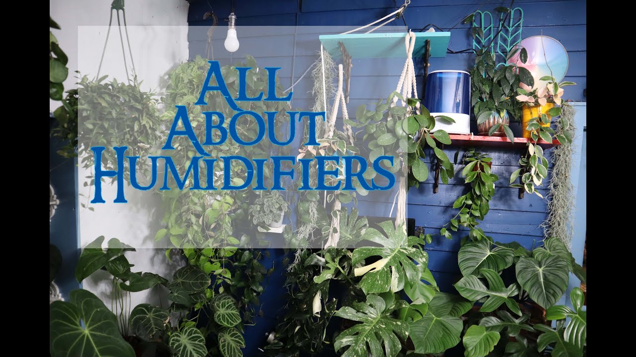 All About Humidifiers