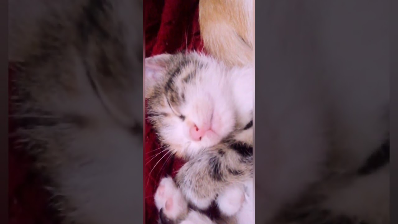 يوميات كاتي واولادها 😂♥️😁 المشاغبين ❤️😍😄