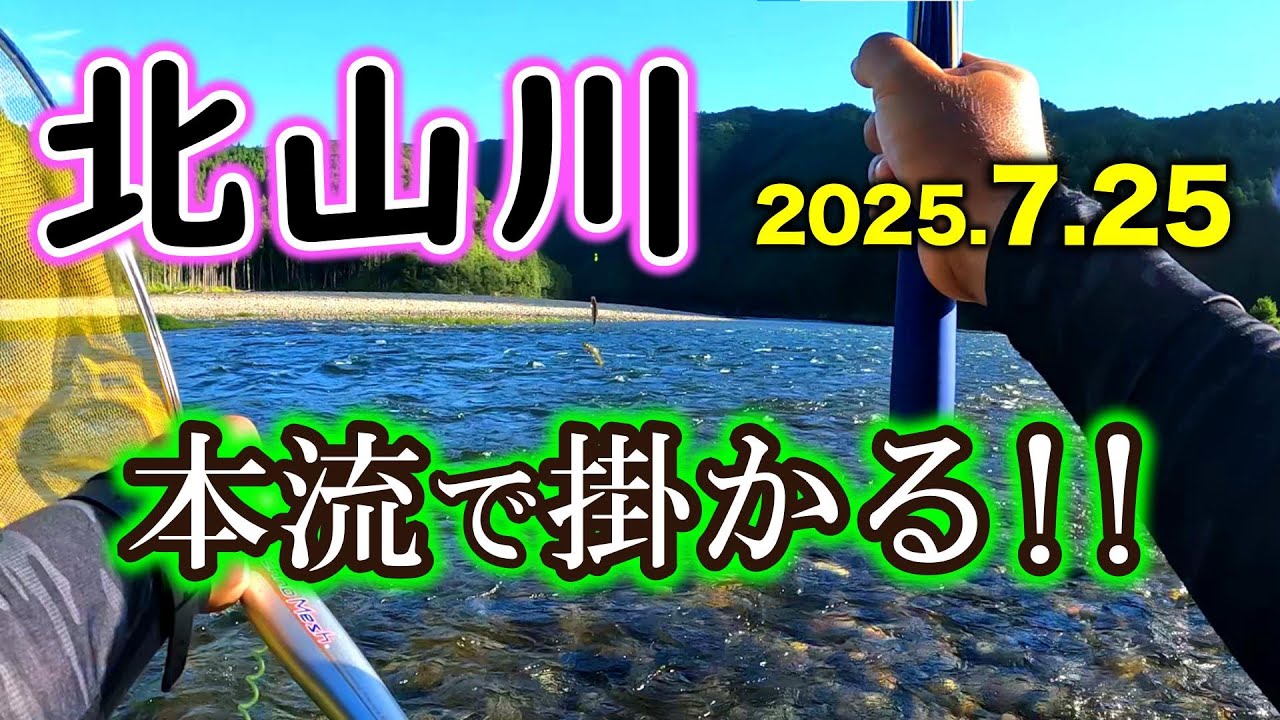 待ちかねた北山川の本流の良型アユ。いよいよ掛かりだしたか！？【2025年】