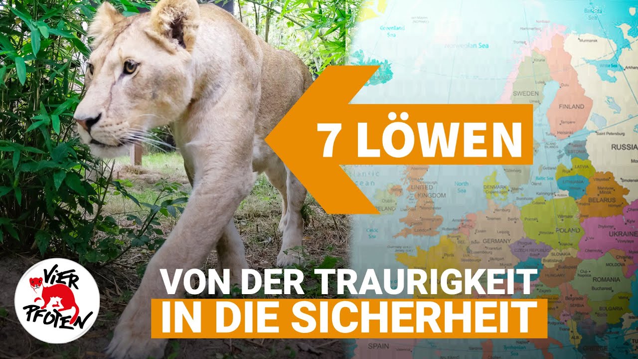 Rettung von 7 Löwen - von Rumänien in die Niederlande | VIER PFOTEN