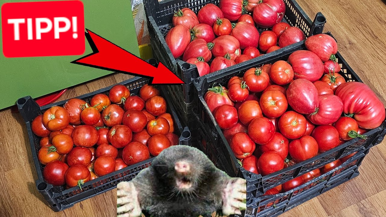 Bevált TIPPEK paradicsom metszéshez, kötözéshez