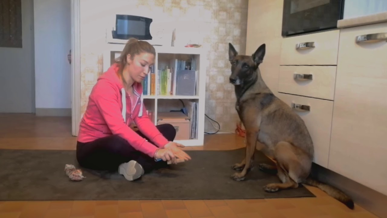 Come insegnare al nostro cane a portarci il gioco #tricks #gioco #dog #riporto