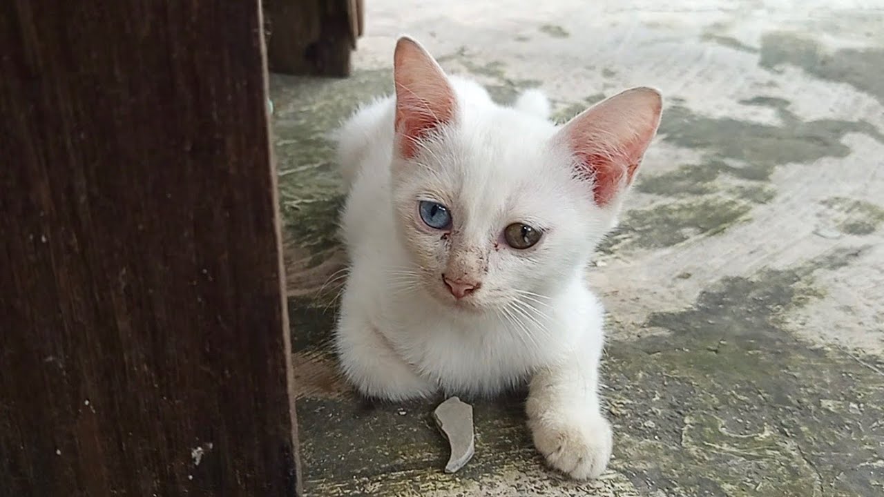 Sore yang Ceria: Aksi Lincah Si Manis Berkejaran