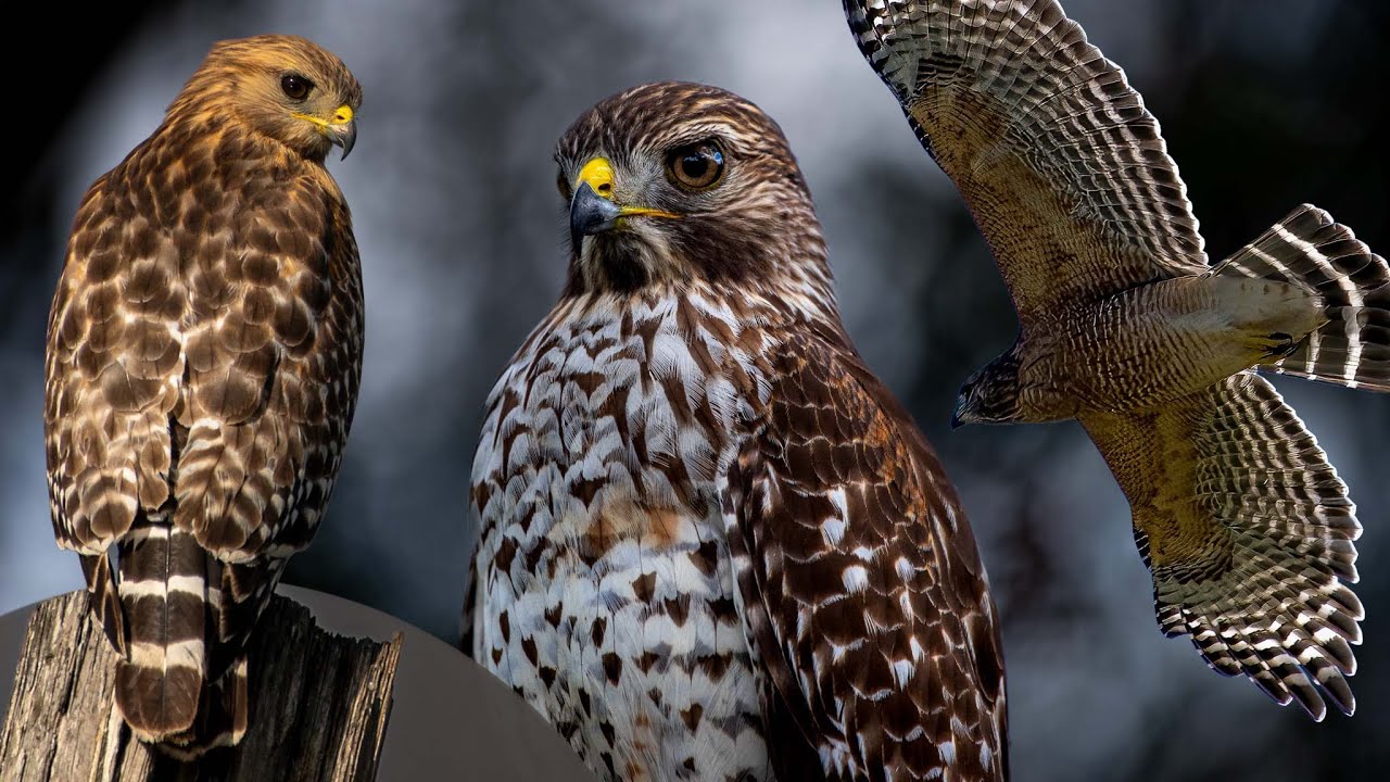 Red shouldered Hawk