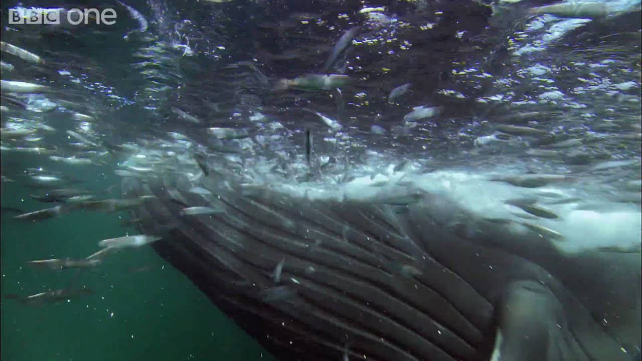 HD: Bait Ball Feast - Nature's Great Events: The Great Feast - BBC