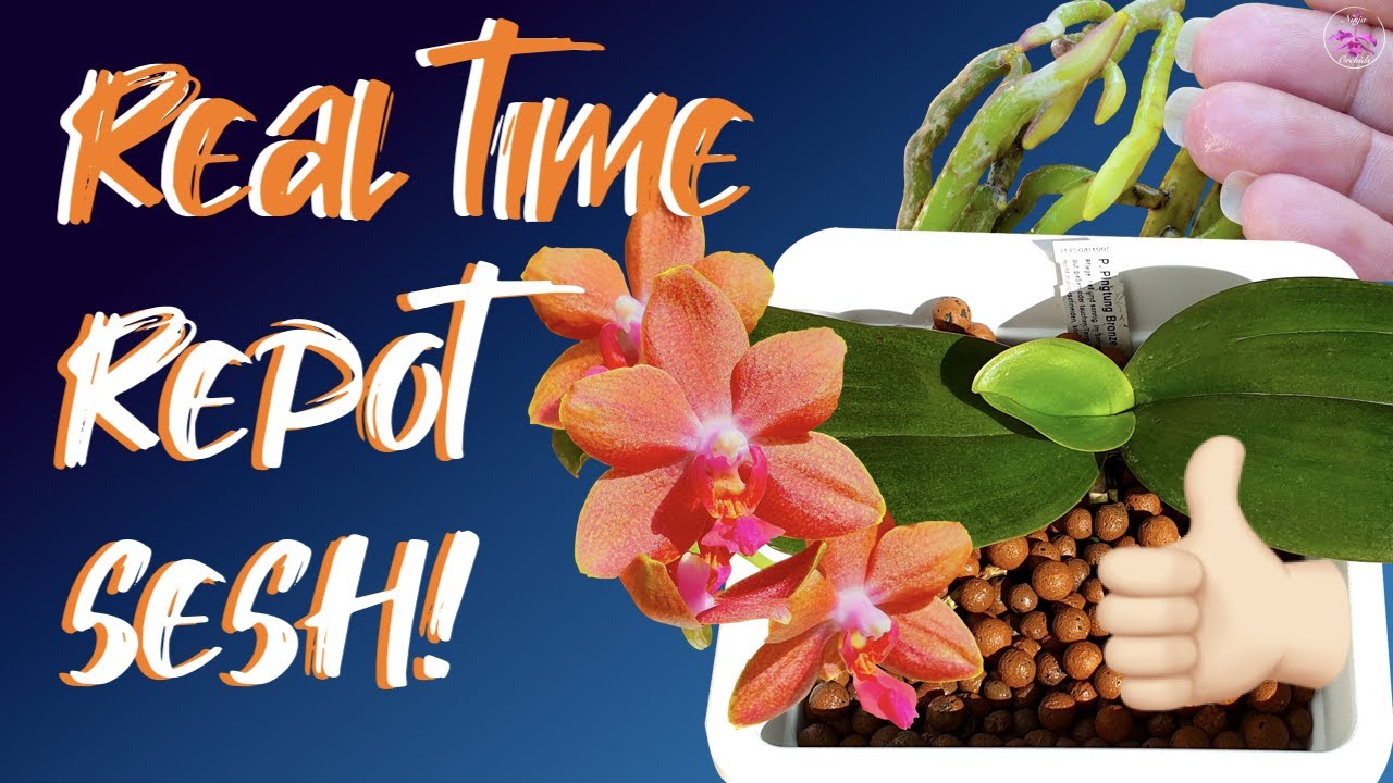 Repotting Phalaenopsis Pingtung Bronze Age | FUN Real Time Phalaenopsis Repot 🙌🏼 🤪 #ninjaorchids