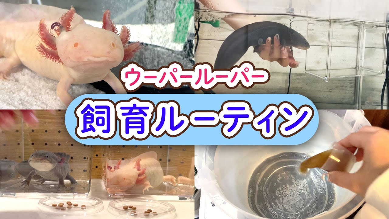 【水換え・餌やり・健康チェック】ウーパールーパー２匹のお世話ルーティンを公開します