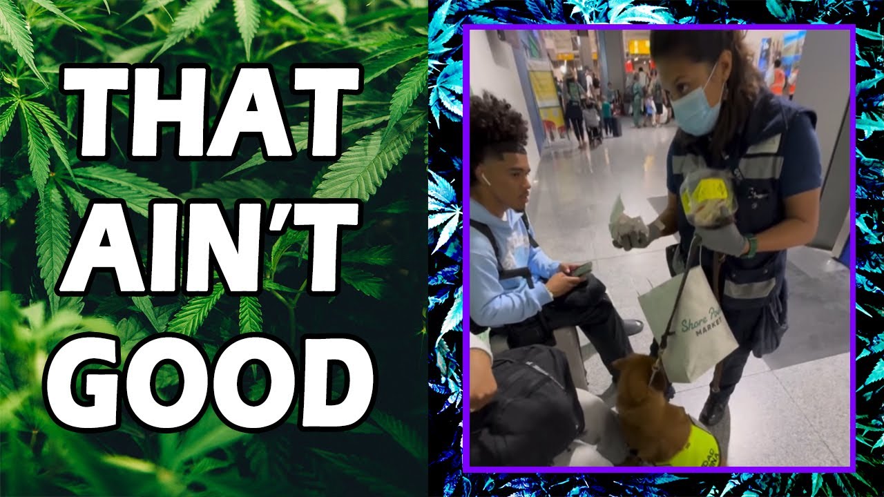WEED MEMES & Fail Compilation [#230] - Fatally Stoned