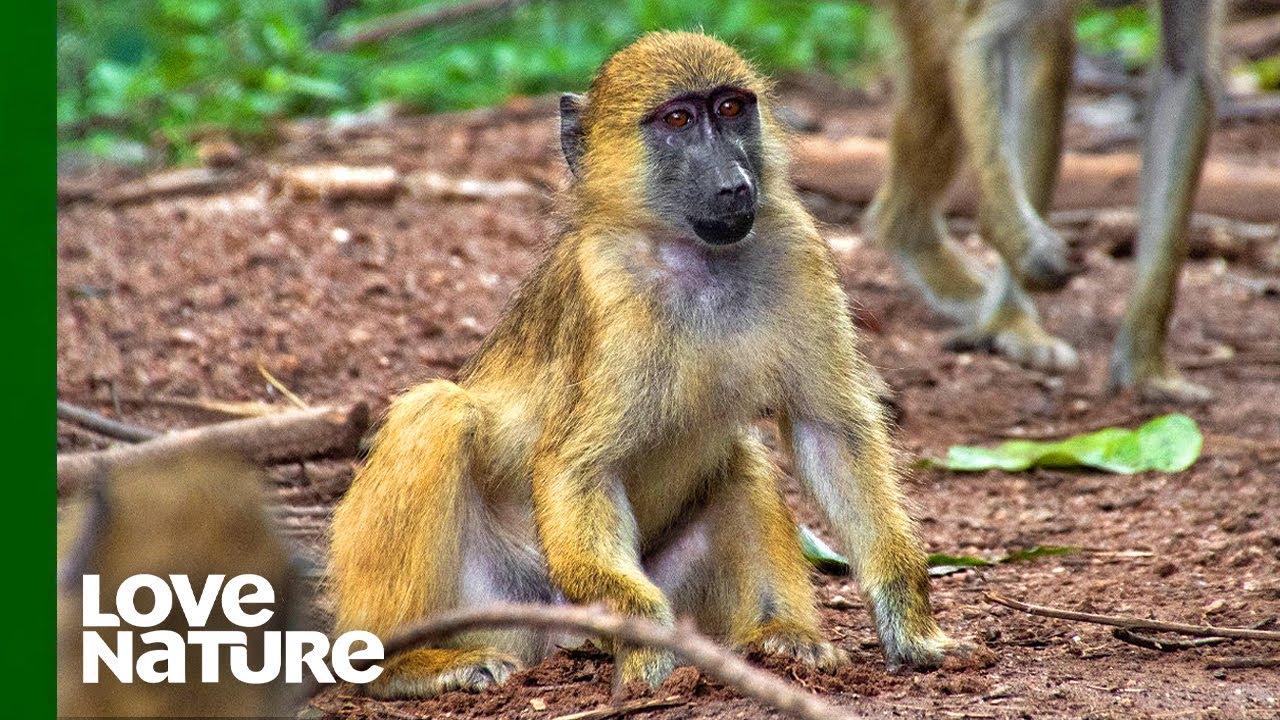 Rescued Baboons Escape from Enclosure | Malawi Wildlife Rescue