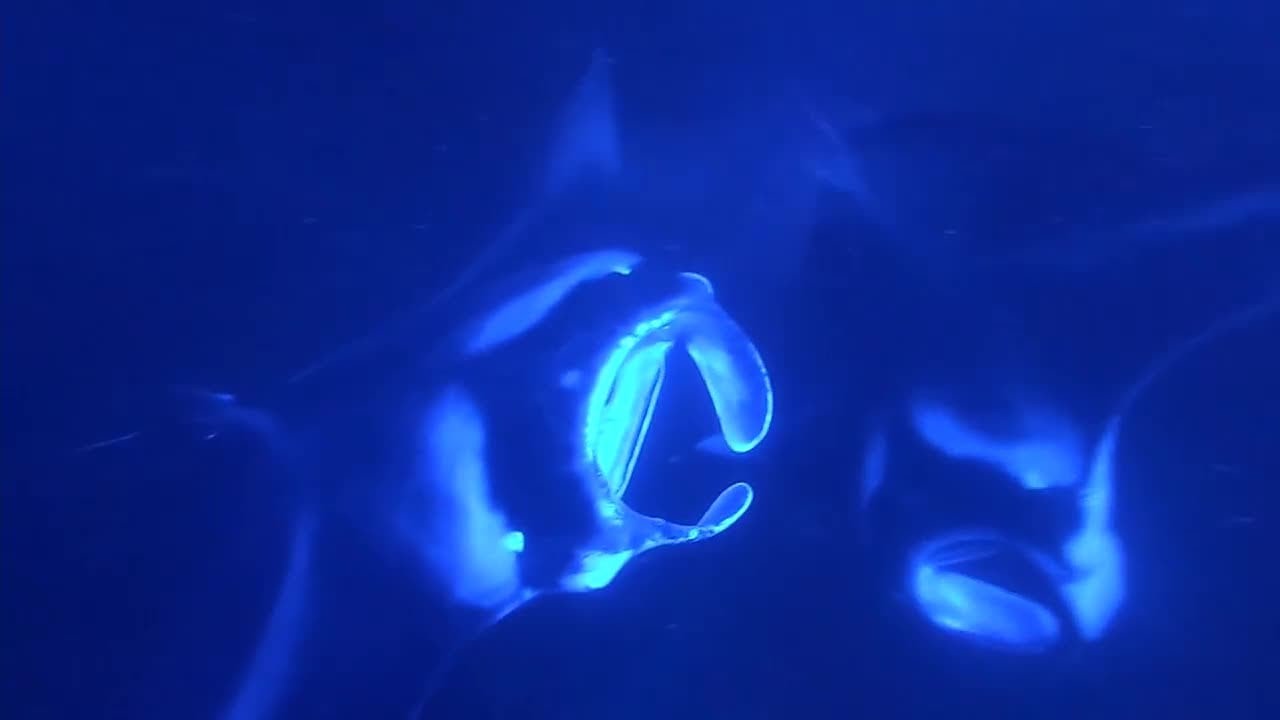 An inside look at thrills, concerns over Kona coast manta ray tours