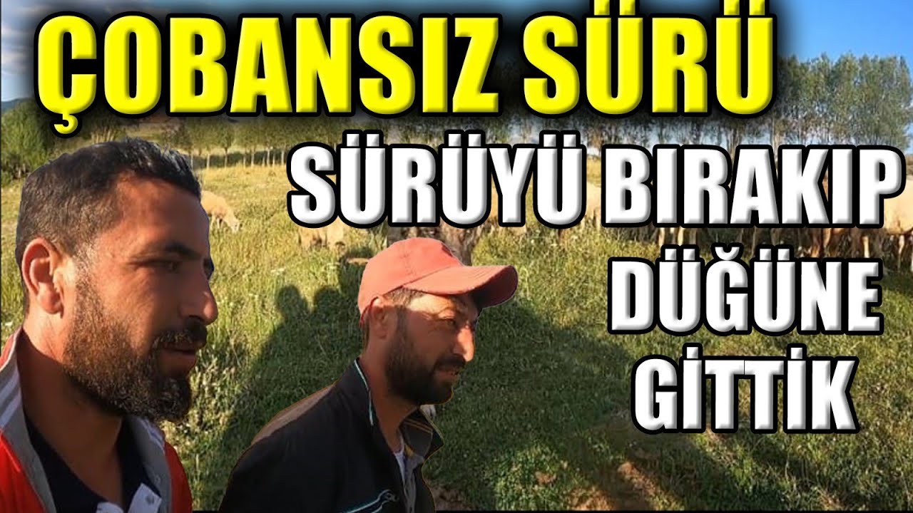YOK BÖYLE BİRSEY/ÇOBANSİZ SÜRÜ KOYUNLARI DAĞA SÜRDÜ DÜĞÜNE GİTTİLER/TÜRKİYE'DE YOK BÖYLE KANGALLAR /