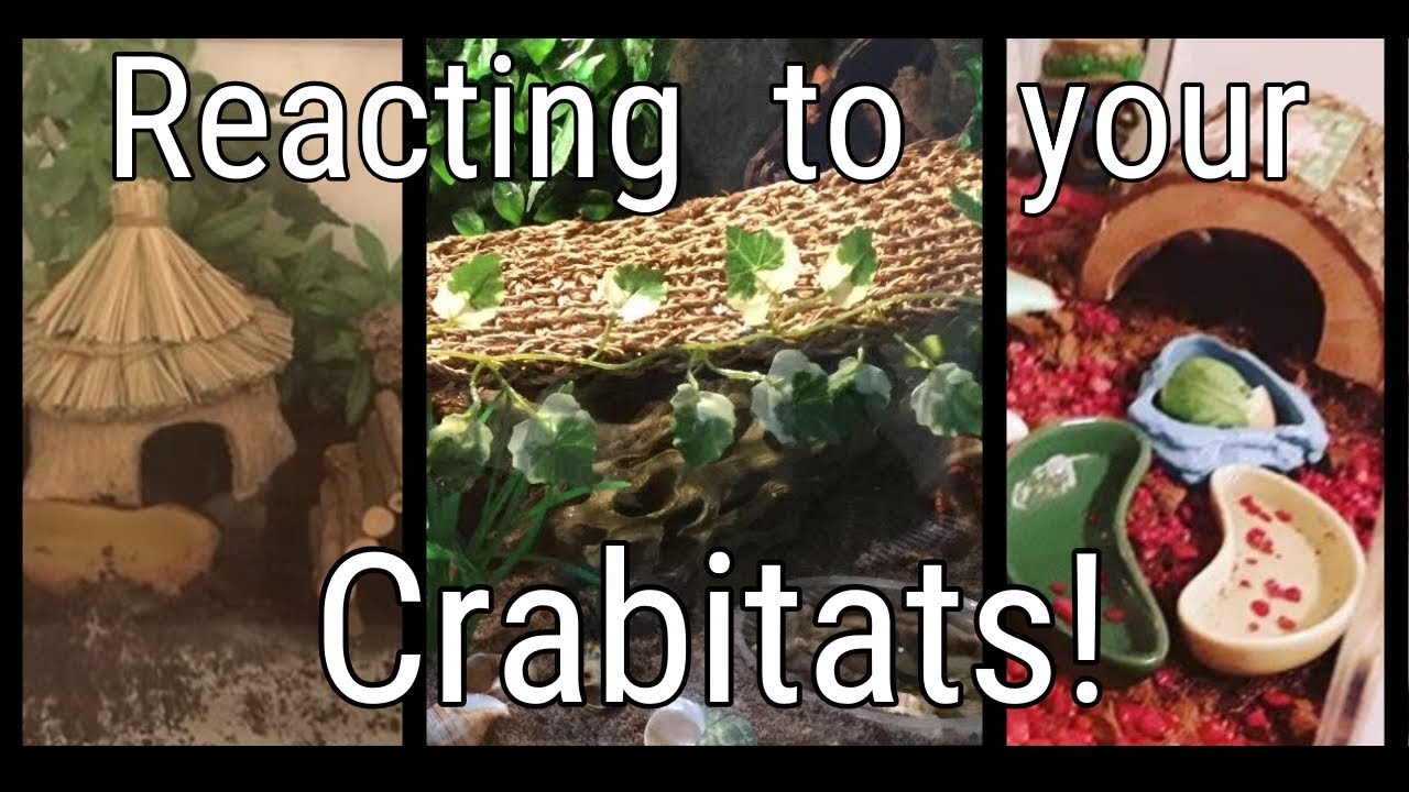 Reacting to my Subscribers Crabitats!