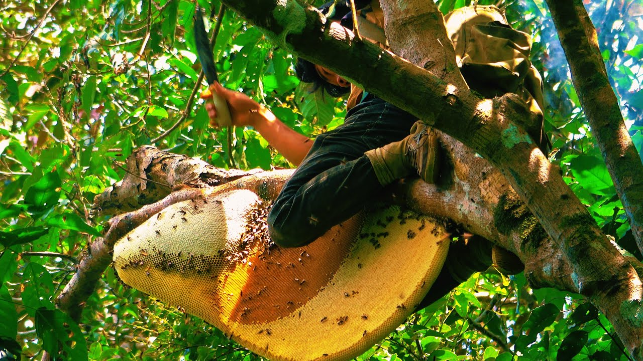 Extreme Honey Hunting: Climbing Tall Trees for Giant Wild Honeycombs