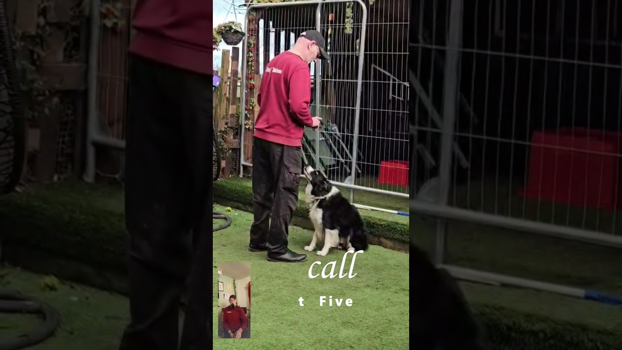 Teach your Dog Recall .  From The Happy Dog Training Academy
