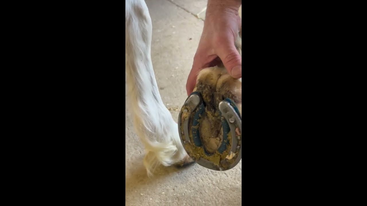 Alaways Pick Up The Hoof for the Whole Story