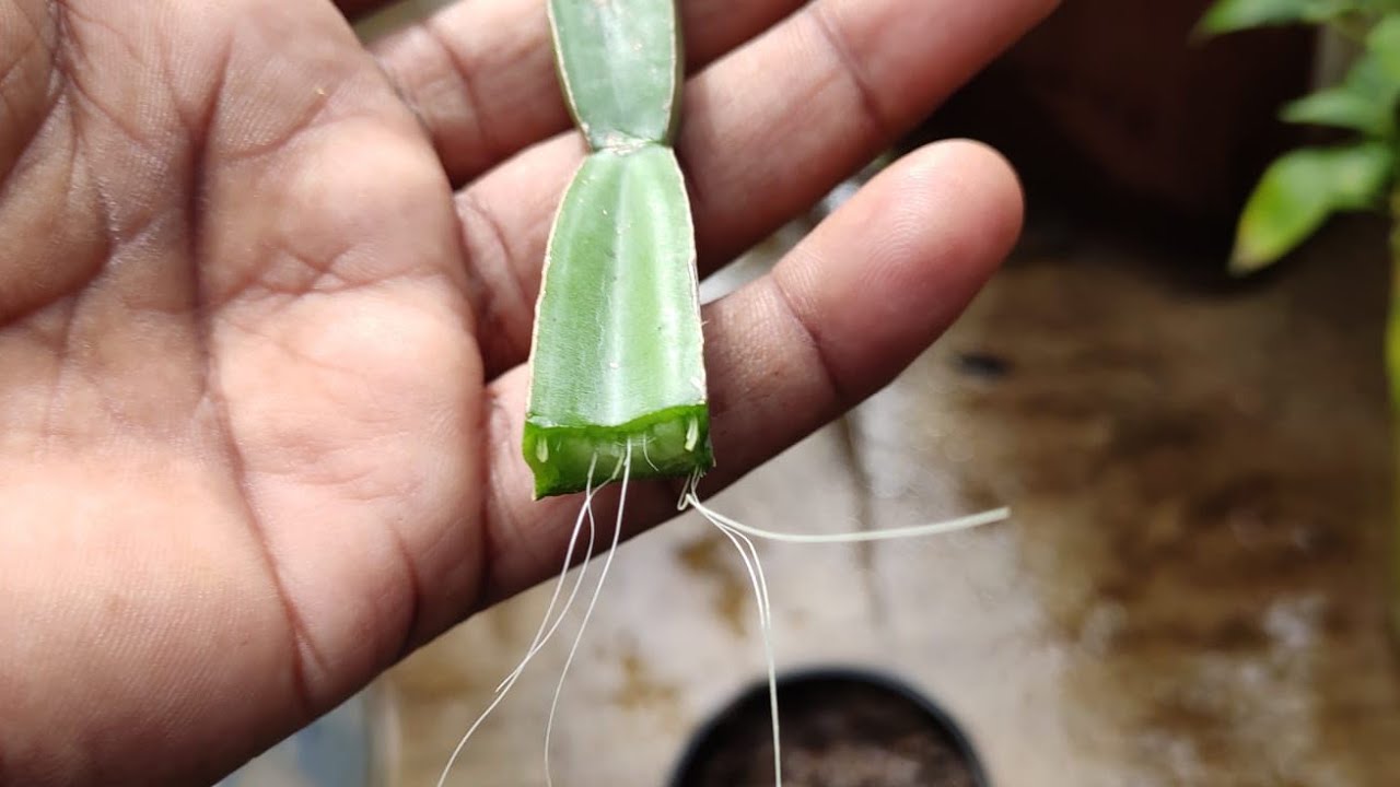How To Grow Hadjod🌵 Plant From Cutting In Pot/Hadjod Plant Ko Cutting Se Kaise Lagaye