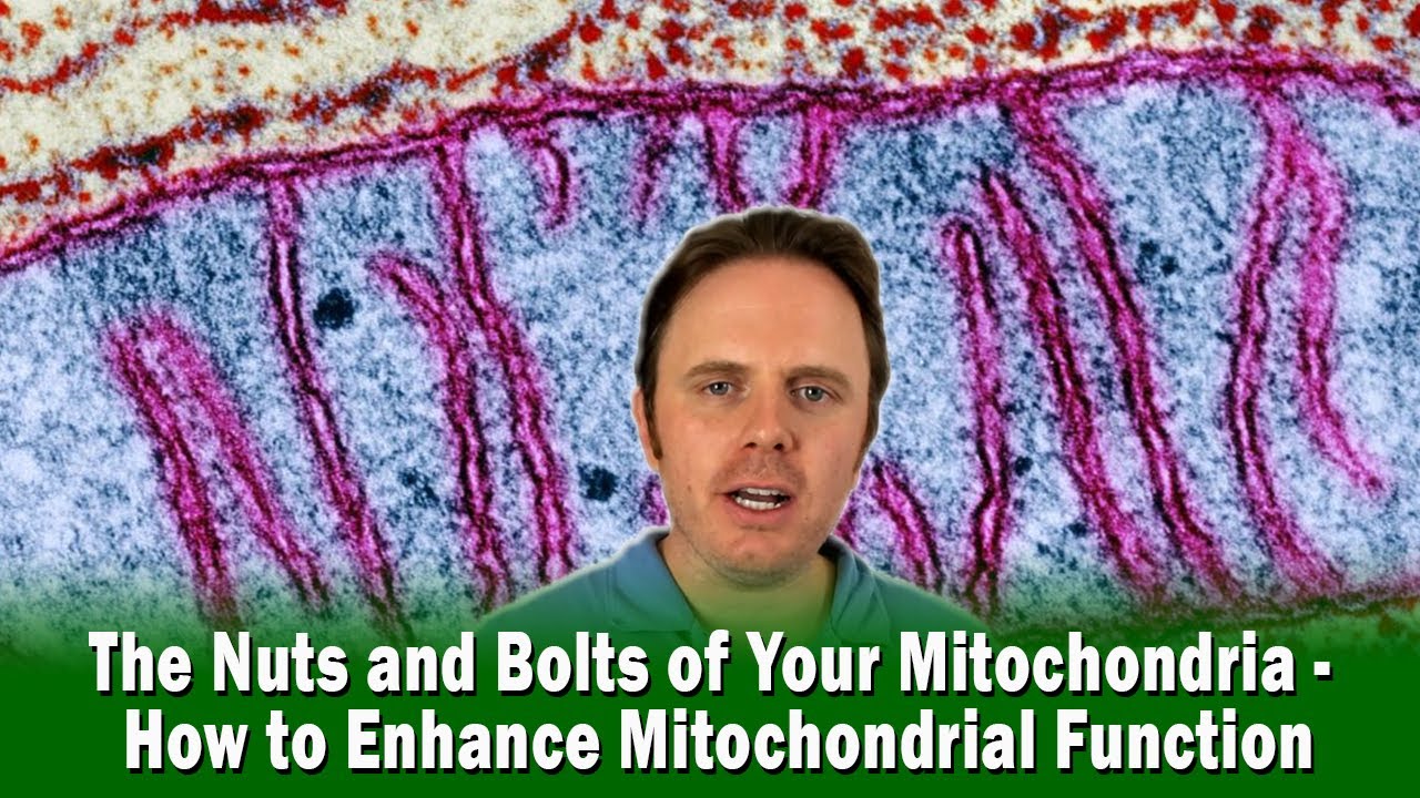 The Nuts and Bolts of Your Mitochondria - How to Enhance Mitochondrial Function | Podcast #349