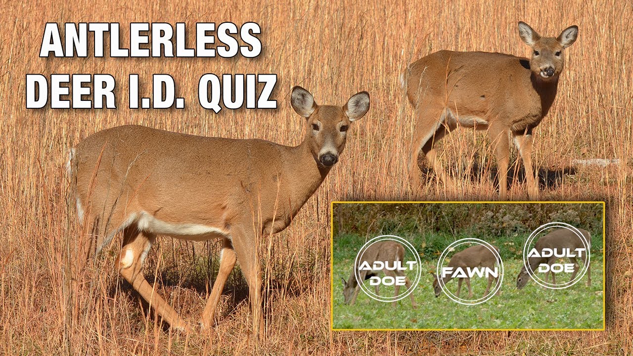 How to Identify Antlerless Deer in the Field, Plus 18-Deer Quiz