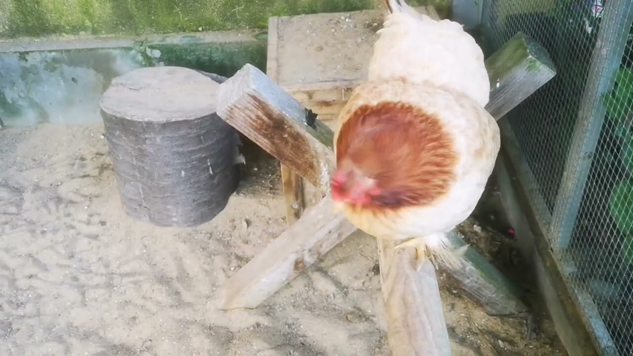 Wie ich eine gluckende Henne entglucke
