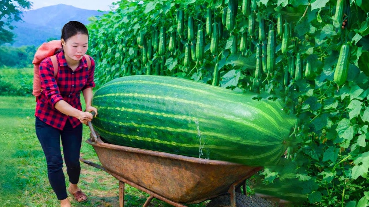 Harvesting melons, how to make grilled chicken, catching giant fish to sell at the market