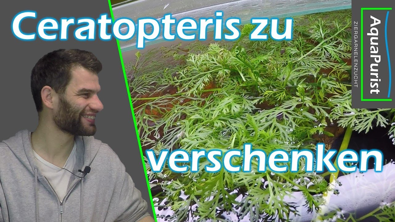 Ceratopteris (Sumatra Schwimmfarn) zu verschenken!