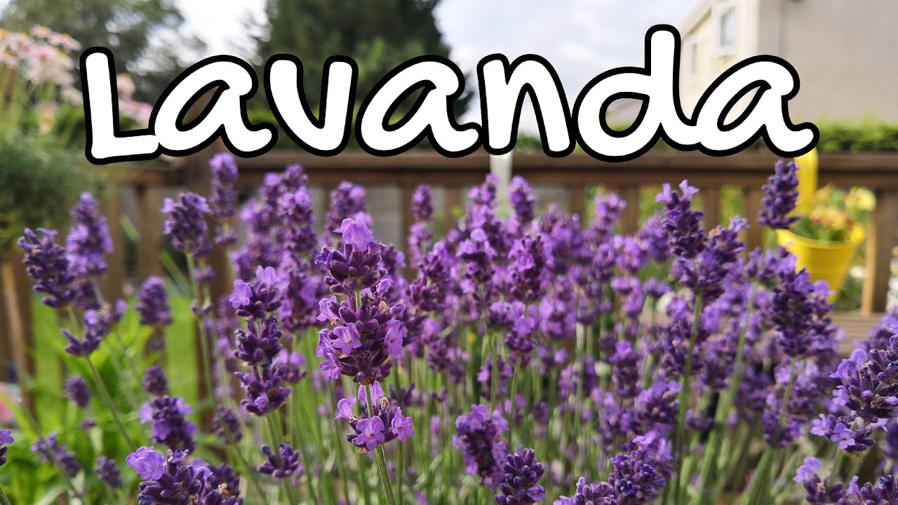 Planta lavanda ou alfazema - Como Plantar em Vaso e Como Cultivar por Querida Planta