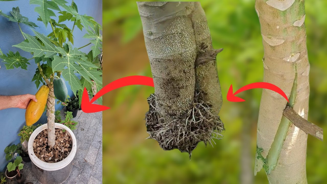 Alporquia para Mamoeiro no VASO e Mamão Pertinho do Chão