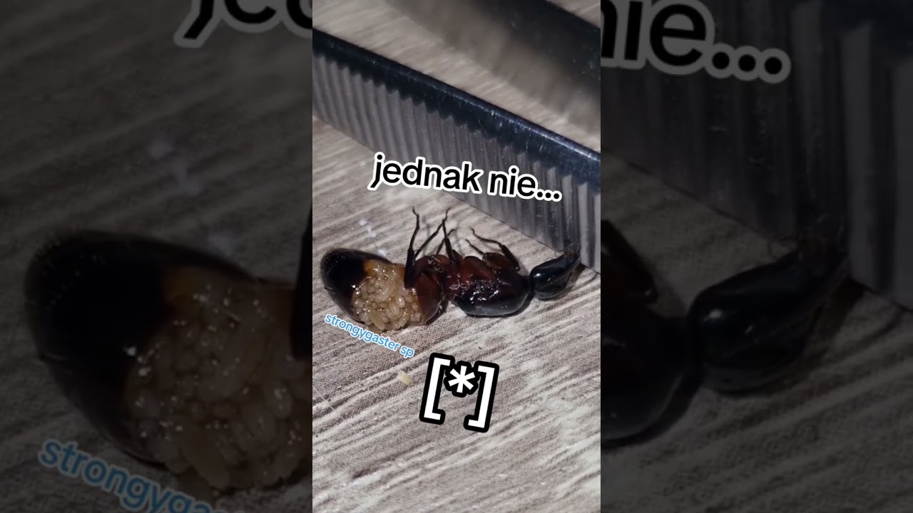 Złapana rójkowa królowa Camponotus ligniperda umar.ł.ª. 