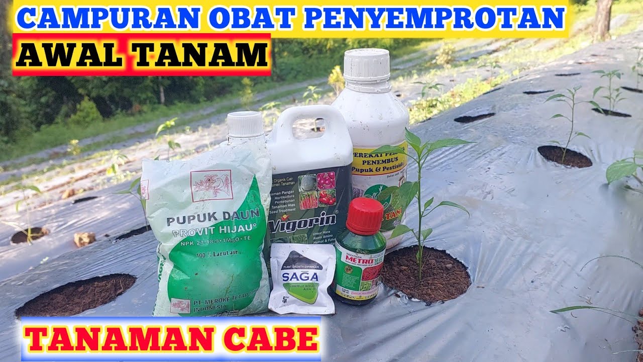 INILAH CAMPURAN OBAT PENYEMPROTAN HAMA PADA TANAMAM CABE | INSEKTISIDA UNTUK TANAMAN CABE
