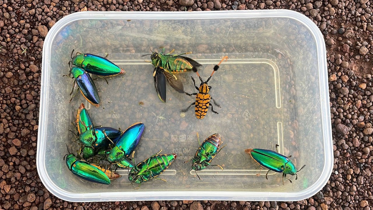 Amazing! Catch Giant Beetles | Jewel Beetles, Longhorn Beetle, Bugs Beetles Flying